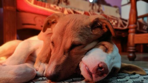 Two Cute Sleeping Puppies Cuddling Together 4K Desktop Wallpaper