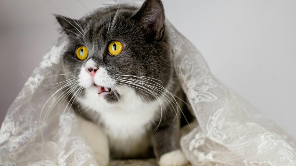 Surprised Grey and White Cat Wearing Lace Veil 4K Wallpaper