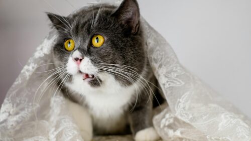 Surprised Grey and White Cat Wearing Lace Veil 4K Wallpaper