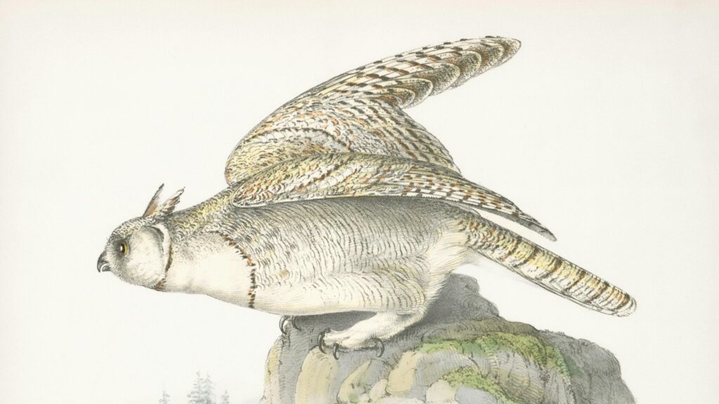 Vintage Owl Illustration Artistic Nature Desktop Wallpaper