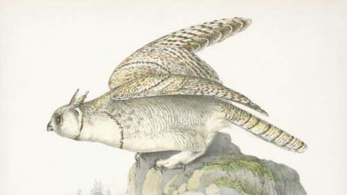 Vintage Owl Illustration Artistic Nature Desktop Wallpaper