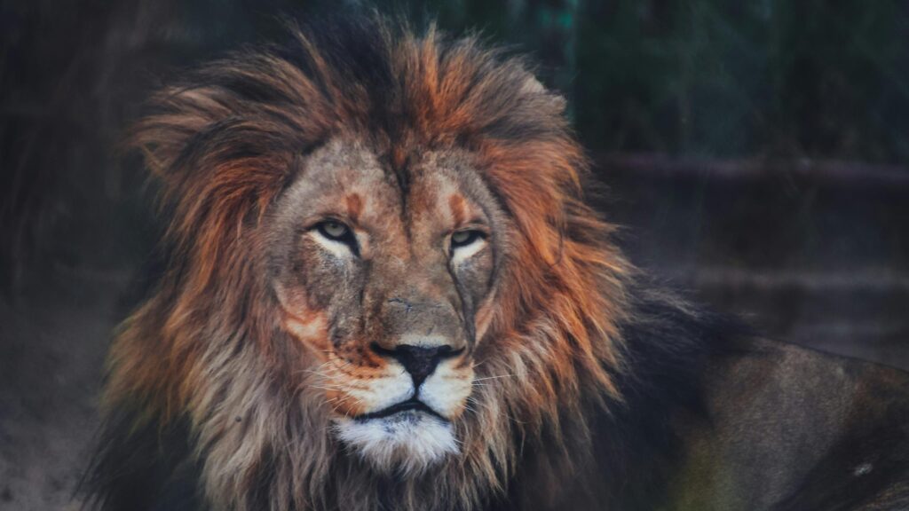 Majestic Lion With Impressive Mane Portrait 4K Wallpaper