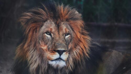 Majestic Lion With Impressive Mane Portrait 4K Wallpaper