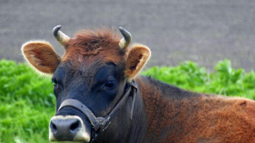 Close-Up Portrait of a Jersey Cow on a Green Farm Desktop Wallpaper