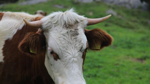 Close-up Cow Portrait with Ear Tags in Green Meadow 4K Wallpaper