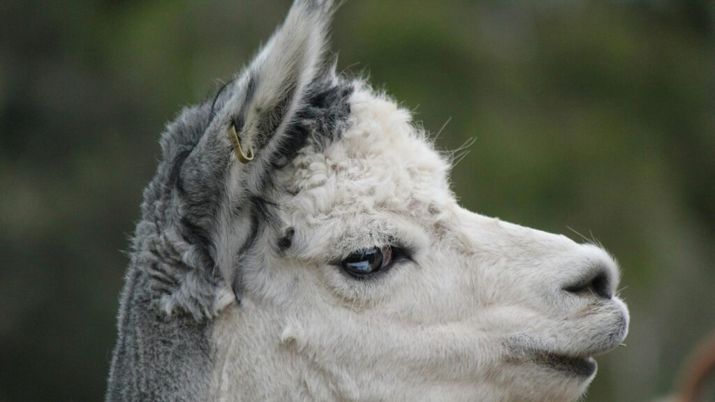 Cute White Alpaca Close Up Profile HD Desktop Wallpaper