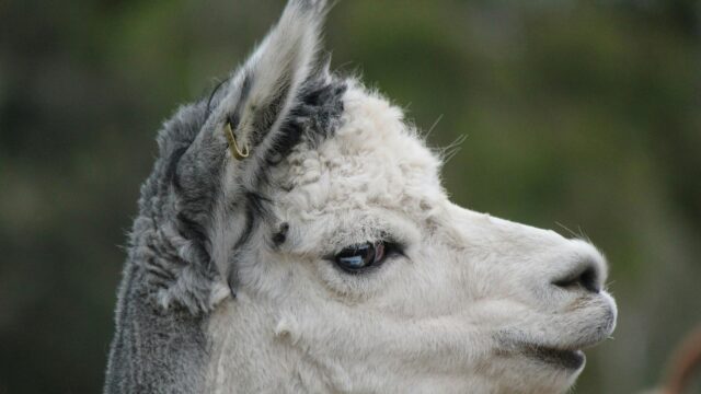 Cute White Alpaca Close Up Profile HD Desktop Wallpaper