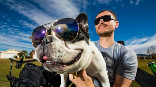 Funny French Bulldog Wearing Sunglasses with Owner Desktop Wallpaper