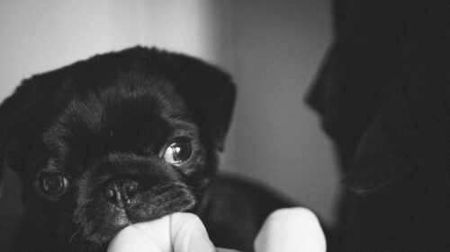 Cute Black Pug Puppy Biting Finger Monochrome Desktop Wallpaper