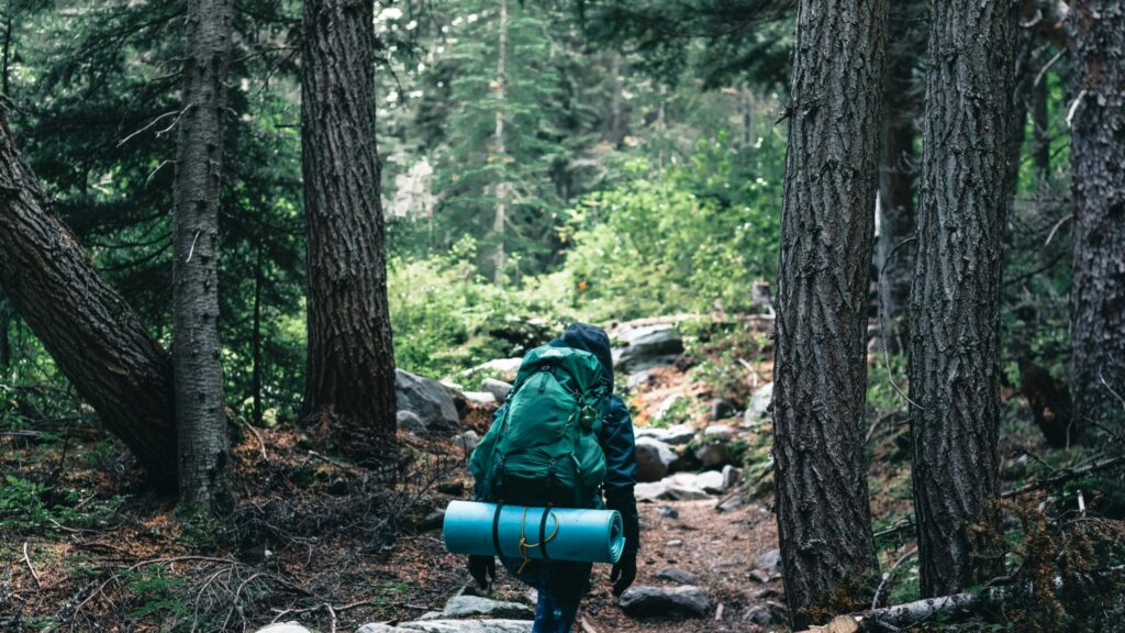 Hiker Walking Through a Dense Lush Green Pine Forest 4K Wallpaper