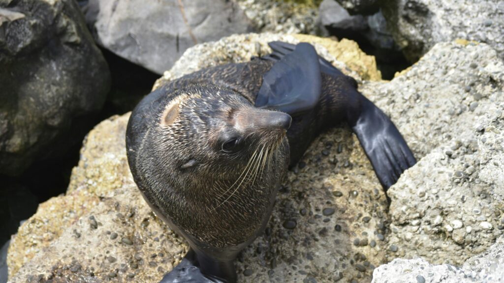 Cute Fur Seal Resting on Rocky Coastal Shore Desktop Wallpaper