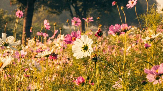 Golden Hour Cosmos Flower Meadow Field 4K Desktop Wallpaper