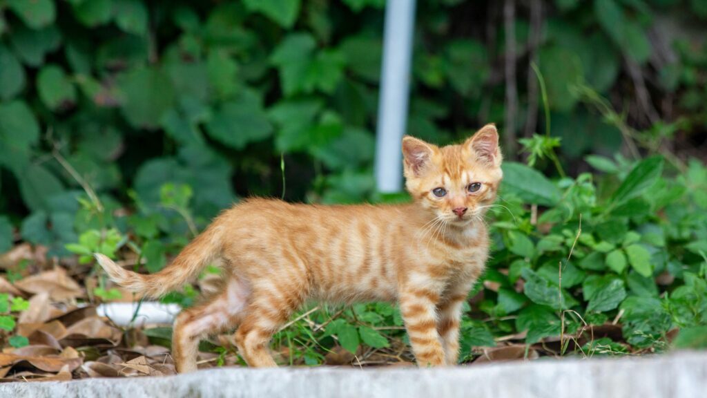 Cute Orange Tabby Kitten Standing in Garden Desktop Wallpaper