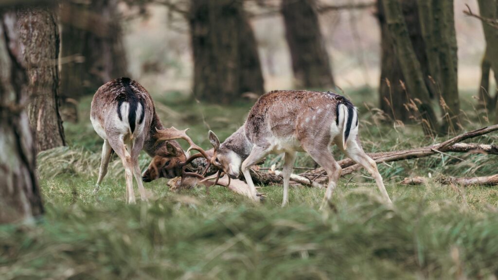 Two Fallow Deer Stags Sparring in a Forest 4K Desktop Wallpaper