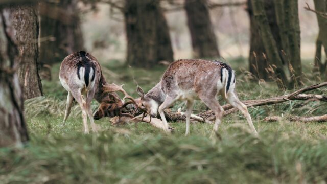 Two Fallow Deer Stags Sparring in a Forest 4K Desktop Wallpaper