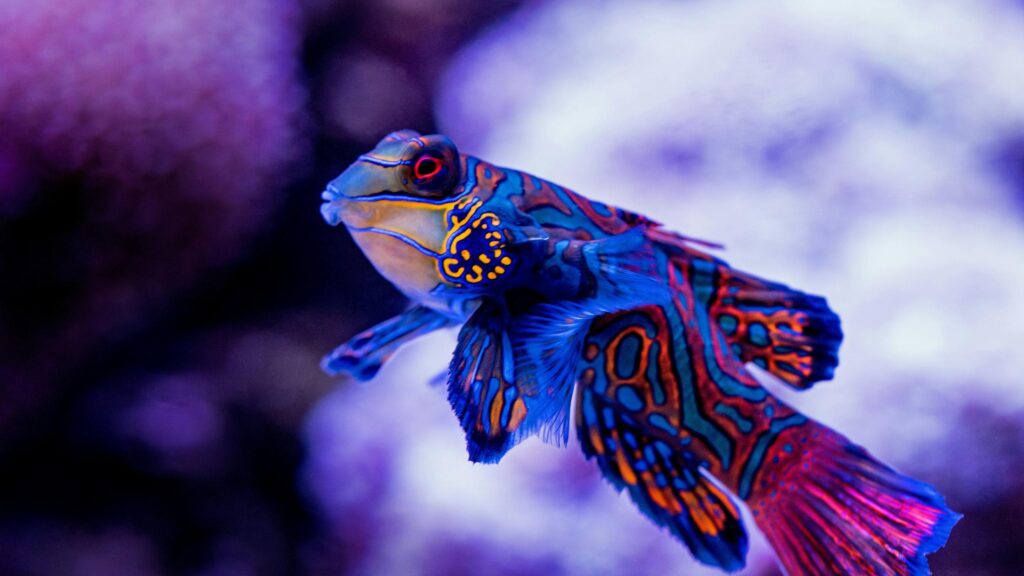 Stunning Mandarin Dragonet Tropical Fish Colorful 4K Desktop Wallpaper