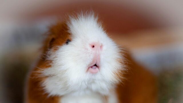 Funny Brown and White Guinea Pig Close Up Desktop Wallpaper
