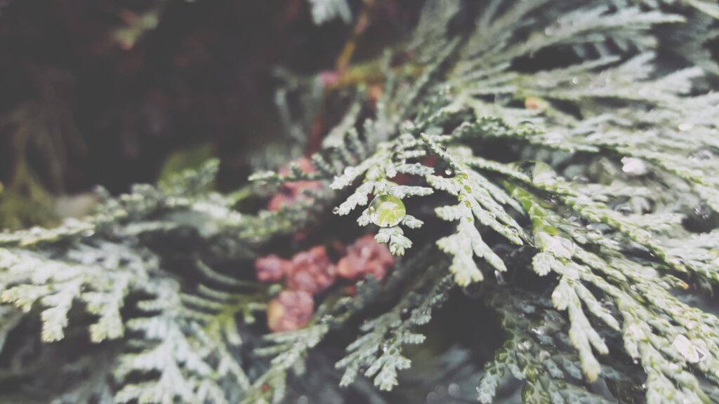 Dew Drops on Evergreen Pine Needles Macro Desktop Wallpaper