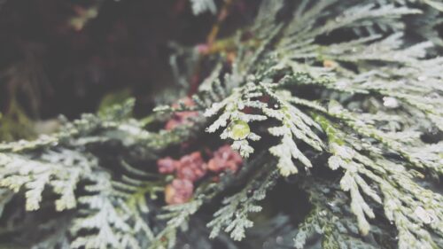 Dew Drops on Evergreen Pine Needles Macro Desktop Wallpaper