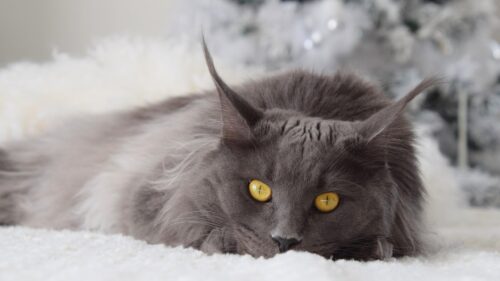 Majestic Grey Maine Coon Cat with Golden Eyes Desktop Wallpaper