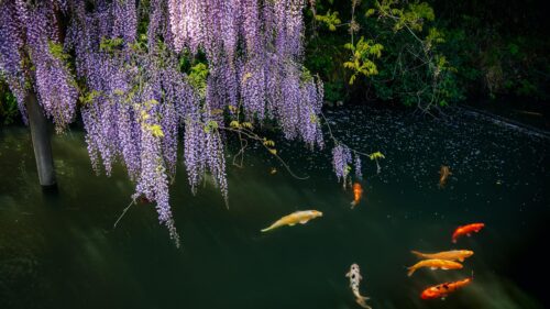 Beautiful Purple Wisteria Flowers Hanging Over a Koi Pond PC Wallpaper