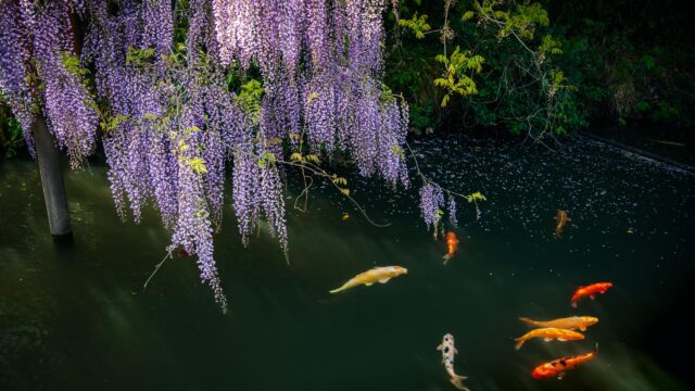 Beautiful Purple Wisteria Flowers Hanging Over a Koi Pond PC Wallpaper