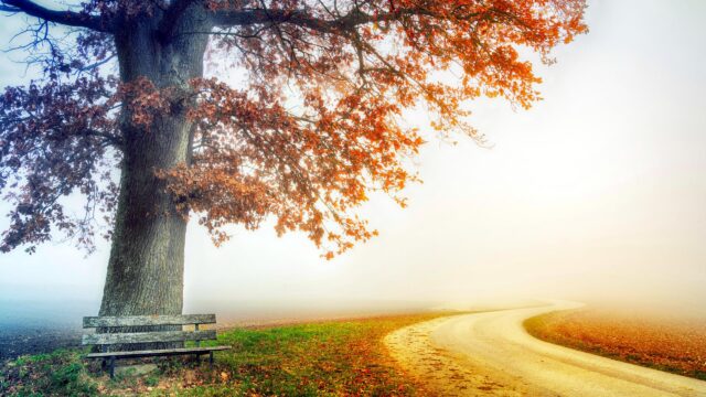 Stunning Autumn Landscape with Solitary Bench and Misty Road 4K Wallpaper