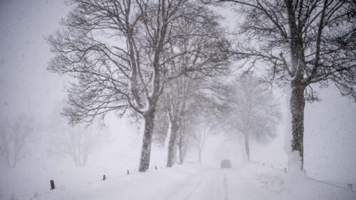 Snowy Country Road Through Bare Winter Trees 4K Wallpaper