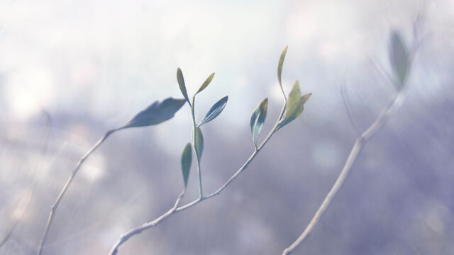 Minimalist Olive Branch Nature Aesthetic 4K Desktop Wallpaper