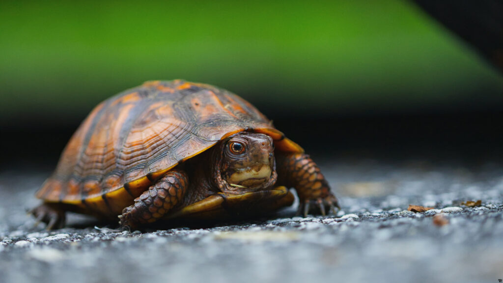 Macro Photography of a Box Turtle on Asphalt Desktop Wallpaper