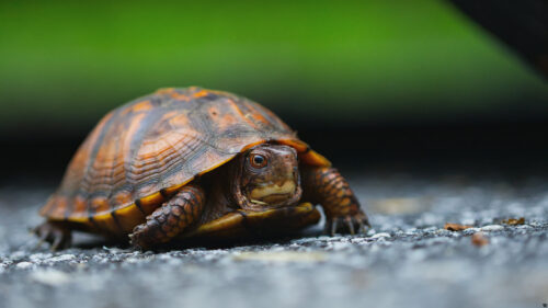 Macro Photography of a Box Turtle on Asphalt Desktop Wallpaper
