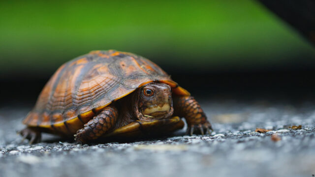 Macro Photography of a Box Turtle on Asphalt Desktop Wallpaper
