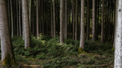 Sunlit Deep Pine Forest Woodland Nature Desktop Wallpaper
