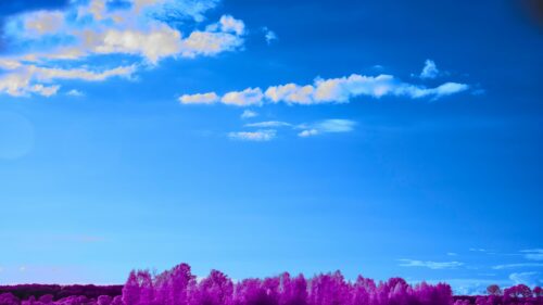 Surreal Purple Forest Under Radiant Blue Sky 4K Desktop Wallpaper