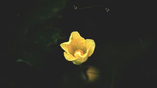 Golden Squash Blossom Macro Dark Background 4K Wallpaper