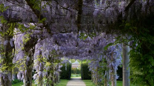 Enchanting Wisteria Flower Tunnel Garden Path 4K Desktop Wallpaper