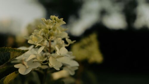 Elegant Pale Hydrangea Flower Close-up Aesthetic 4K Wallpaper