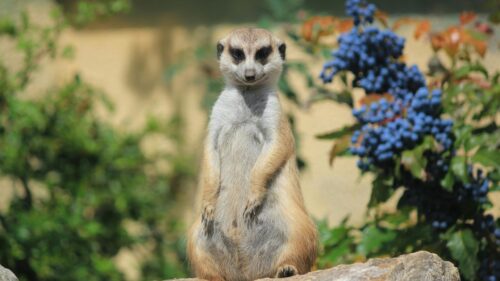 Funny Meerkat Standing Guard in Sunny Garden 4K Desktop Wallpaper