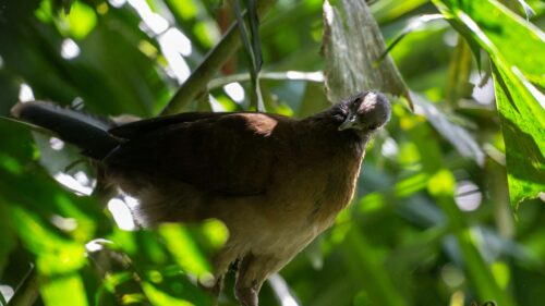 Curious Brown Bird Peering from Green Foliage Desktop Wallpaper
