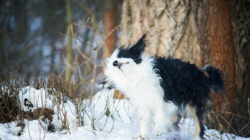 Funny Black and White Dog Shaking Off Snow Desktop Wallpaper