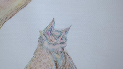 Artistic Pencil Sketch of a Bat Portrait Desktop Wallpaper