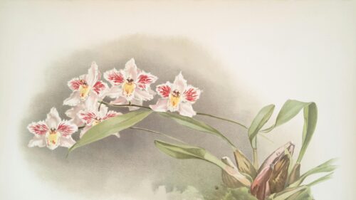 Elegant Pale Pink and Crimson Orchid Botanical Illustration Desktop Wallpaper