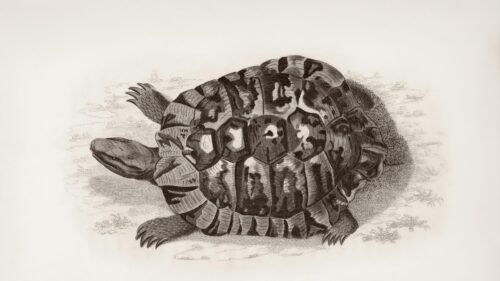 Vintage Natural History Turtle Shell Illustration Desktop Wallpaper
