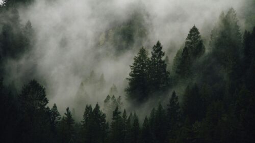 Misty Evergreen Forest Landscape 4K Desktop Wallpaper