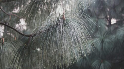Rain-Kissed Pine Tree Needles Macro Desktop Wallpaper