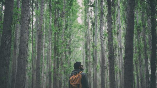 Man Exploring Dense Forest Path 4K Desktop Wallpaper