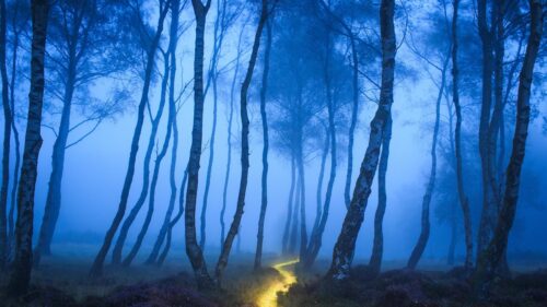 Mystical Blue Forest with Glowing Path Desktop Wallpaper