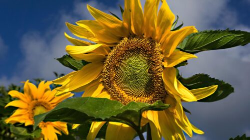 Stunning Close-up Sunflower with Bee Under Blue Sky 4K Wallpaper