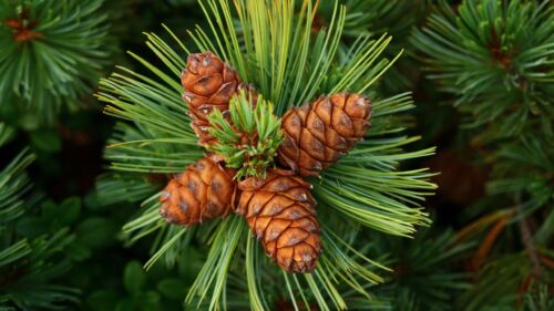 Beautiful Pine Cones Macro Photography Nature PC Wallpaper