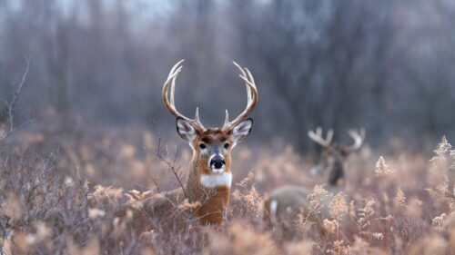 Majestic White Tailed Deer in Autumn Meadow 4K Desktop Wallpaper